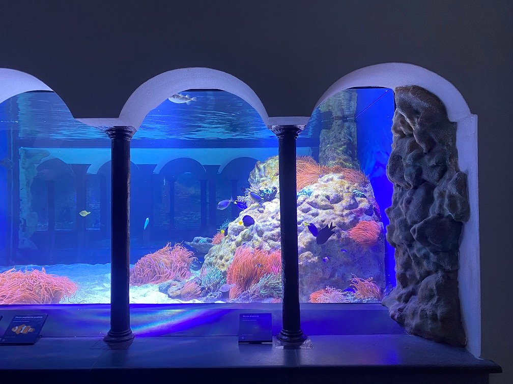 Cerchi un hotel vicino all'Acquario di Napoli? Siamo a 2 minuti a piedi dalla Stazione Zoologica e dal Lungomare Caracciolo. Parcheggio e servizi family friendly